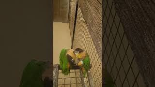 Black headed caique parrot birds [upl. by Zenobia]