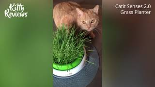 Kitty Reviews  Catit Senses 20 Grass Planter [upl. by Neram]