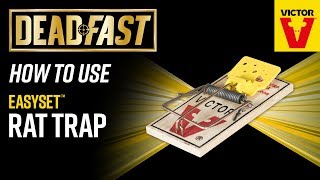 How To Use the Deadfast Easy Set Rat Trap [upl. by Kirat]