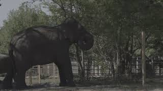 Wild African elephant with attitute  BBC wildlife [upl. by Allister]