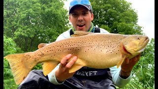 State Record Brown Trout Madriver Ohio [upl. by Ajnos]