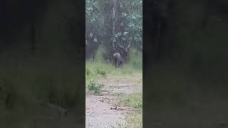 A big stag on the driveway  Victoria Australia [upl. by Early]