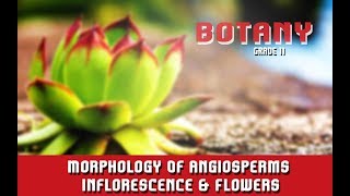 Morphology Of Angiosperms  Inflorescence amp Flowers  Introduction  Parts  Overview  Section 4 [upl. by Casteel]