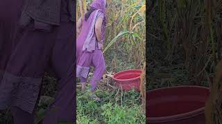 HAMIRPUR short video minivlog shorts shortvideos shortsvideo [upl. by Alcina]