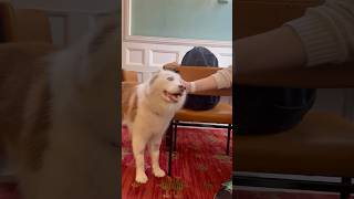 College students book dog therapy dogbreed viralvideo funny siberianhuskey foryoupage [upl. by Kizzie462]