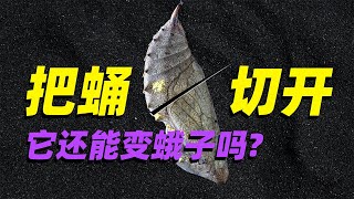 【意外实验】蛹的里面发生了什么 中途把它切开它还能变蛾子吗What would happen if the pupa was cut open [upl. by Irrahs926]