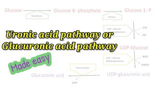 Uronic acid pathway made easy How to remember Glucuronic acid pathway easily biochemistry [upl. by Moffit]