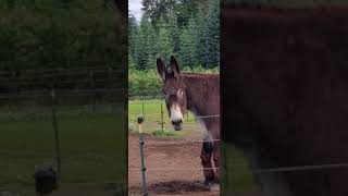 Its Time To Feed The Donkeys amp Horses [upl. by Thorny172]