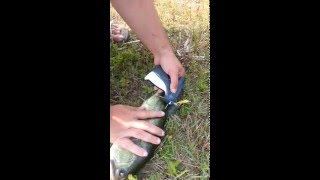 Largemouth Bass Tagging [upl. by Launcelot]