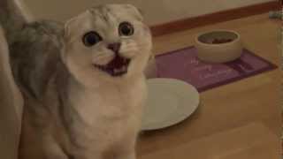 Scottish fold kitten meowing for food [upl. by Angell]