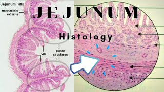 Histology of Jejunum [upl. by Ardnama787]