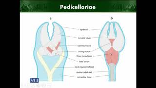 Pedicellariae  Animal Diversity Invertebrates  ZOO512TTopic224 [upl. by Atteuqihc24]