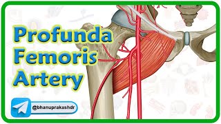 Profunda Femoris Artery Anatomy Animation  USMLE Step 1 Review [upl. by Llen]