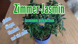 Zimmer Jasmin pflegen gießen düngen Standort vermehren schneiden umtopfen Jasminum polyanthum [upl. by Macguiness]