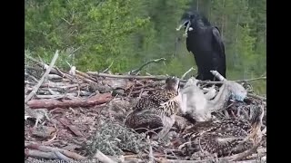 WARNING graphic attack on Satakunta Osprey Nest 1 raven kills a chick fox kills Alma 25 Jun 2021 [upl. by Venditti]