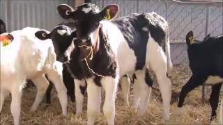 dehorning calves without pain killers [upl. by Ahsonek]