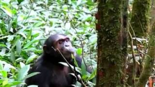 Chimp Vocalizations [upl. by Vanessa]