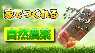 【家でつくれる】自然農薬【アブラムシ・うどんこ病に効果あり⁉】ゴボウ栽培【家庭菜園】 [upl. by Fredek]