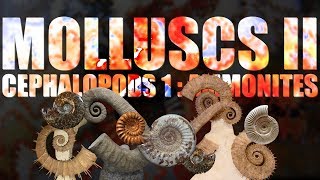 Mollusca II  Cephalopods part 1 Ammonites [upl. by Sirrom844]