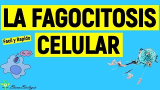 LA FAGOCITOSIS CELULAR Fácil y Rápido [upl. by Zingale]