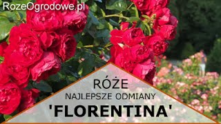 Róża pnąca FLORENTINA® [upl. by Llertnac]