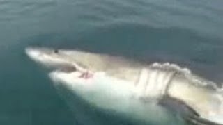 Great white shark swims up to fishermen [upl. by Vargas101]