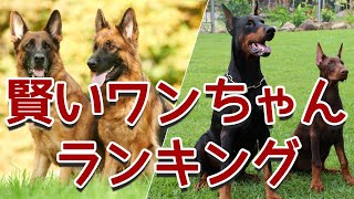 賢い知能の高い犬種ランキング [upl. by Maon]