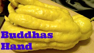 Top 8 Health Benefits of the Strange Tropical Fruit Buddhas Hand Or Citrus Fruit Nuturemite [upl. by Jet]