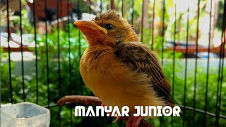 Anakan Burung Manyar Belajar Bunyi [upl. by Odlanir281]