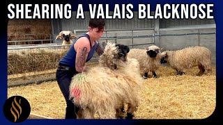 Shearing A Valais Blacknose In Scotland [upl. by Siravart690]