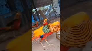 Golden Pheasant breeding pairs Available❤️ goldenpheasant junglefowl [upl. by Adaha]