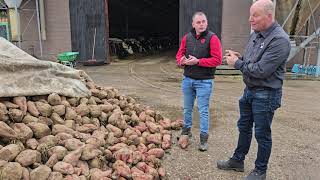 Voederbieten zijn snoepjes voor de koeien  De ervaringen van fam Sengers  LG Seeds [upl. by Asyal]