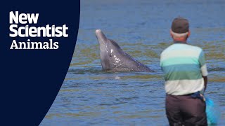 Fishing With The Dolphins  The Big Catch  BBC Earth Explore [upl. by Konyn]