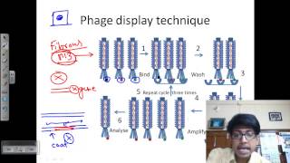 Bacteriopage Lytic Cycle [upl. by Nwadal367]