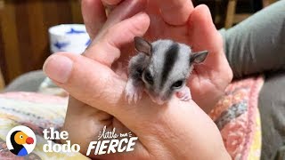 Baby Sugar Glider Figures Out How To Glide  The Dodo Little But Fierce [upl. by Micki]