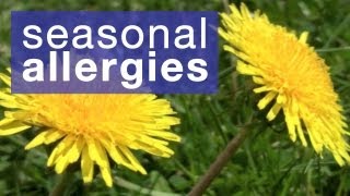 How to reduce seasonal allergies [upl. by Leotie]