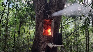 Building Survival shelter inside a million year old tree overnight fireplace  Bushcraft alone [upl. by Yendahc617]