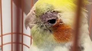 How Do I Know When My Cockatiel is Sick [upl. by Swayder70]