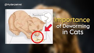 Cat deworming  How to deworm Cats and kittens  Symptoms of Cat worms  Cat deworming is necessary [upl. by Powers921]