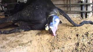 Cow Giving Birth Graphic Short Version Must See for Calving Season [upl. by Anyat]