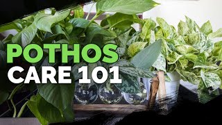 Pothos Care 101 Is This the Easiest Houseplant to Care For [upl. by Thessa]