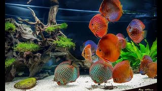 Most Beautiful Discus Planted Aquarium  Big Discus Fish Tank [upl. by Kelson]