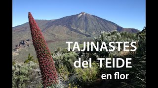 Tajinastes del Teide [upl. by Adnar]