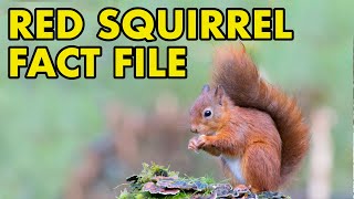 Red Squirrel Fact File British Wildlife Facts [upl. by Adaval]