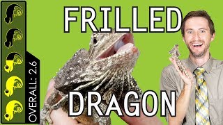 Frilled Dragon The Best Pet Lizard [upl. by Clancy813]