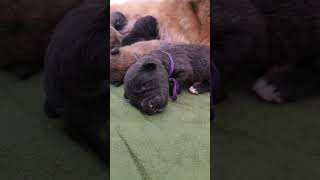 Estrela Mountain Dog Puppies One Week Old [upl. by Arinaid]