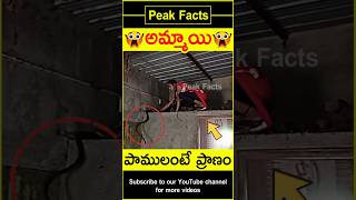 😭పాములపై ప్రేమ😭 Girl taking care of snakes factsintelugu amazingfacts peakfacts shorts [upl. by Namsu]