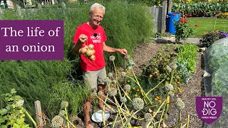 Onions from seed Then ten onions planted a year later to grow more seeds Charles Dowding [upl. by Ttenyl719]