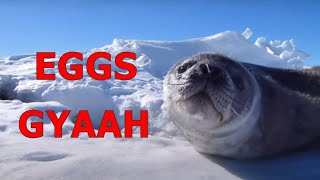 Talking seals  Wise words [upl. by Eidac]