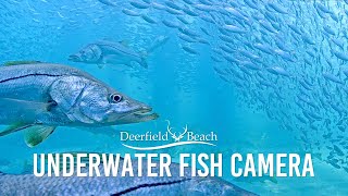 Underwater Camera  Deerfield Beach Florida [upl. by Chas451]